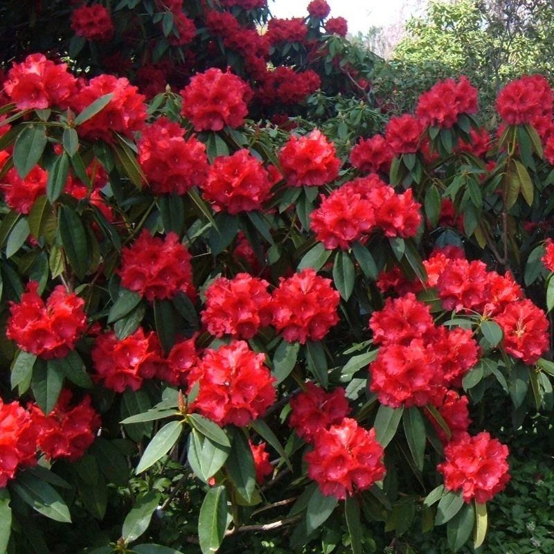 Rhododendron Taurus - Two Gallon Container Plant - Cold Hardy to -5 - Will Grow up to Six Feet Tall - Image 3