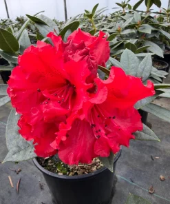 Rhododendron Taurus - Two Gallon Container Plant - Cold Hardy to -5 - Will Grow up to Six Feet Tall - Image 4