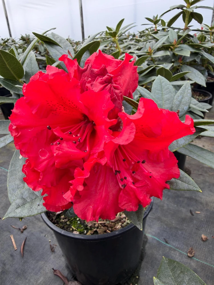 Rhododendron Taurus - Two Gallon Container Plant - Cold Hardy to -5 - Will Grow up to Six Feet Tall - Image 4