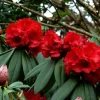 Rhododendron Taurus - Two Gallon Container Plant - Cold Hardy to -5 - Will Grow up to Six Feet Tall - Image 1