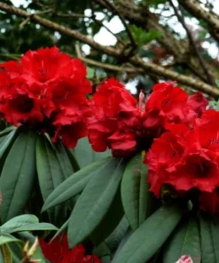 Rhododendron Taurus - Two Gallon Container Plant - Cold Hardy to -5 - Will Grow up to Six Feet Tall - Image 1