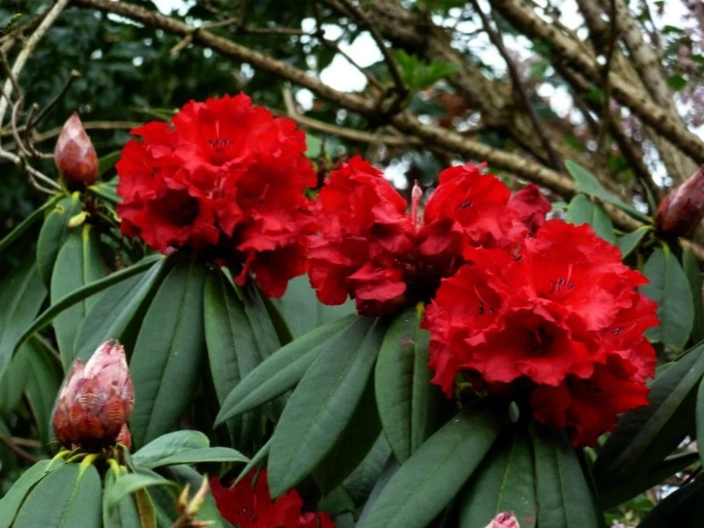 Rhododendron Taurus - Two Gallon Container Plant - Cold Hardy to -5 - Will Grow up to Six Feet Tall - Image 1