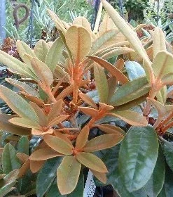 Rhododendron Teddy Bear Live Plant – Light Pink Blooms – #1 Container – Outdoor Shrub - Image 2