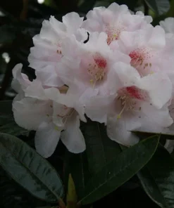 Rhododendron Teddy Bear Live Plant – Light Pink Blooms – #1 Container – Outdoor Shrub - Image 3