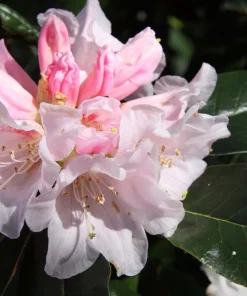 Rhododendron Teddy Bear Live Plant – Light Pink Blooms – #1 Container – Outdoor Shrub - Image 4