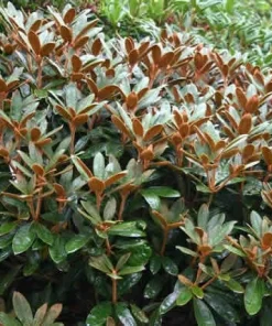 Rhododendron Teddy Bear Live Plant – Light Pink Blooms – 3 Feet Tall – #2 Container - Image 4