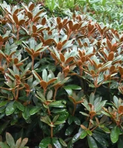 Rhododendron Teddy Bear Live Plant – Light Pink Blooms – #1 Container – Outdoor Shrub - Image 5