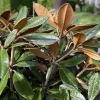 Rhododendron Teddy Bear Live Plant – Light Pink Blooms – #1 Container – Outdoor Shrub - Image 1