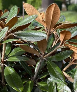 Rhododendron Teddy Bear Live Plant – Light Pink Blooms – #1 Container – Outdoor Shrub - Image 1