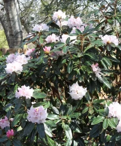 Rhododendron Teddy Bear Live Plant – Light Pink Blooms – #1 Container – Outdoor Shrub - Image 6