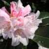 Rhododendron Teddy Bear Live Plant – Light Pink Blooms – 3 Feet Tall – #2 Container - Image 1