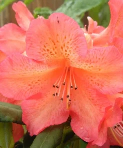 Rhododendron 'Whitney's Late Orange' Live Plant - Yellow Pink Blooms, #1 Container Size, Outdoor - Image 2