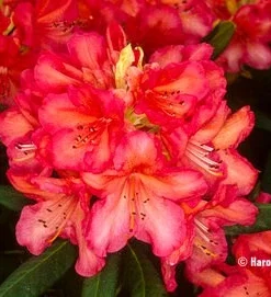 Rhododendron 'Whitney's Late Orange' Live Plant - Yellow Pink Blooms, #1 Container Size, Outdoor - Image 3