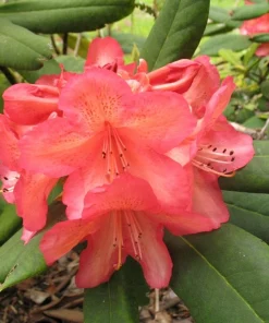 Rhododendron 'Whitney's Late Orange' Live Plant - Yellow Pink Blooms, #1 Container Size, Outdoor - Image 4