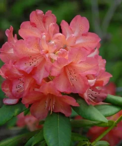 Rhododendron 'Whitney's Late Orange' Live Plant - Yellow Pink Blooms, #1 Container Size, Outdoor - Image 5