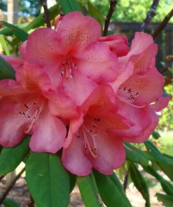 Rhododendron 'Whitney's Late Orange' Live Plant - Yellow Pink Blooms, #1 Container Size, Outdoor - Image 6