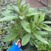 Rhododendron 'Whitney's Late Orange' Live Plant - Yellow Pink Blooms, #1 Container Size, Outdoor - Image 1