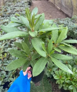 Rhododendron 'Whitney's Late Orange' Live Plant - Yellow Pink Blooms, #1 Container Size, Outdoor - Image 1