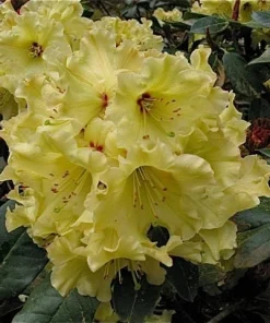 Rhododendron Windsong Live Plant – Yellow Wavy Edged Blooms – #2 Container - Image 2