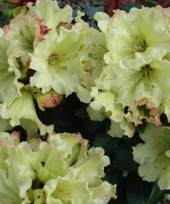 Rhododendron Windsong Live Plant – Yellow Wavy Edged Blooms – #2 Container - Image 3