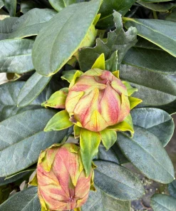 Rhododendron Windsong Live Plant – Yellow Wavy Edged Blooms – #2 Container - Image 4
