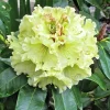 Rhododendron Windsong Live Plant – Yellow Wavy Edged Blooms – #2 Container - Image 1