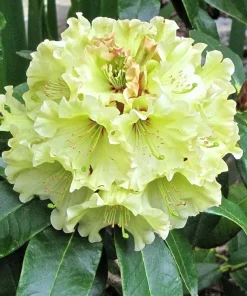 Rhododendron Windsong Live Plant – Yellow Wavy Edged Blooms – #2 Container - Image 1