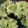 Rhododendron Windsong - Yellow Wavy Edged Blooms with Red Rhododendron Flowers Plant - 3 Gal Container Size Plant - Image 1