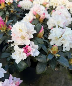Rhododendron Yaku Princess Live Plant - White Flowers - #1 Container - Outdoor Shrub - Image 2