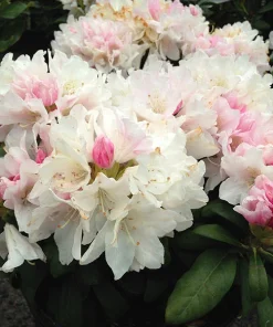 Rhododendron Yaku Princess Live Plant - White Flowers - #1 Container - Outdoor Shrub - Image 3