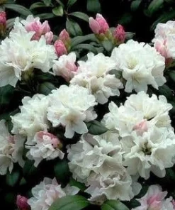 Rhododendron Yaku Princess Live Plant - White Flowers - #1 Container - Outdoor Shrub - Image 4