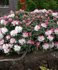 Rhododendron Yaku Princess Live Plant - White Flowers - #1 Container - Outdoor Shrub - Image 5