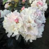 Rhododendron Yaku Princess Live Plant - White Flowers - #1 Container - Outdoor Shrub - Image 1