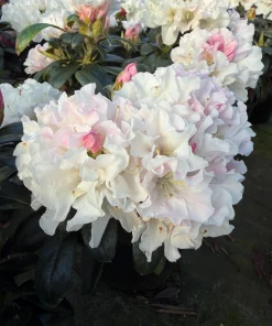 Rhododendron Yaku Princess Live Plant - White Flowers - #1 Container - Outdoor Shrub - Image 1