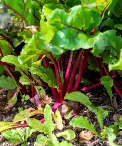 Rhubarb Red Swiss Chard Vegetable Seeds - 300 Seeds - Beta Vulgaris - Image 10