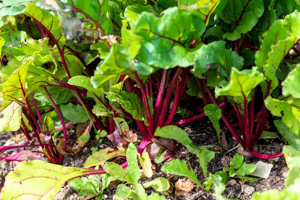 Rhubarb Red Swiss Chard Vegetable Seeds - 300 Seeds - Beta Vulgaris - Image 10