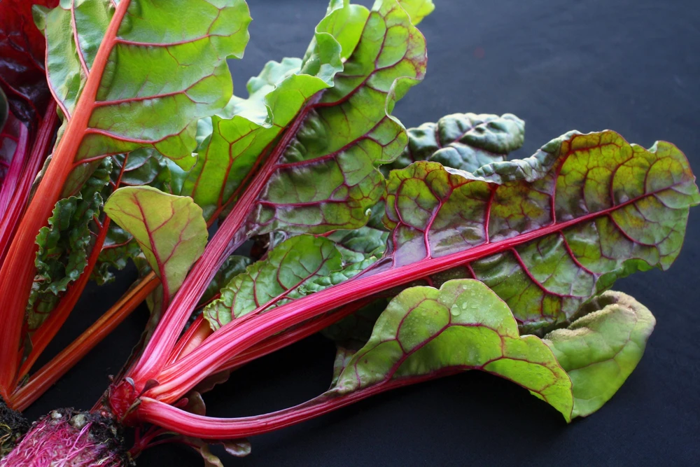 Rhubarb Red Swiss Chard Vegetable Seeds - 300 Seeds - Beta Vulgaris - Image 11
