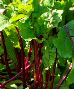 Rhubarb Red Swiss Chard Vegetable Seeds - 300 Seeds - Beta Vulgaris - Image 3