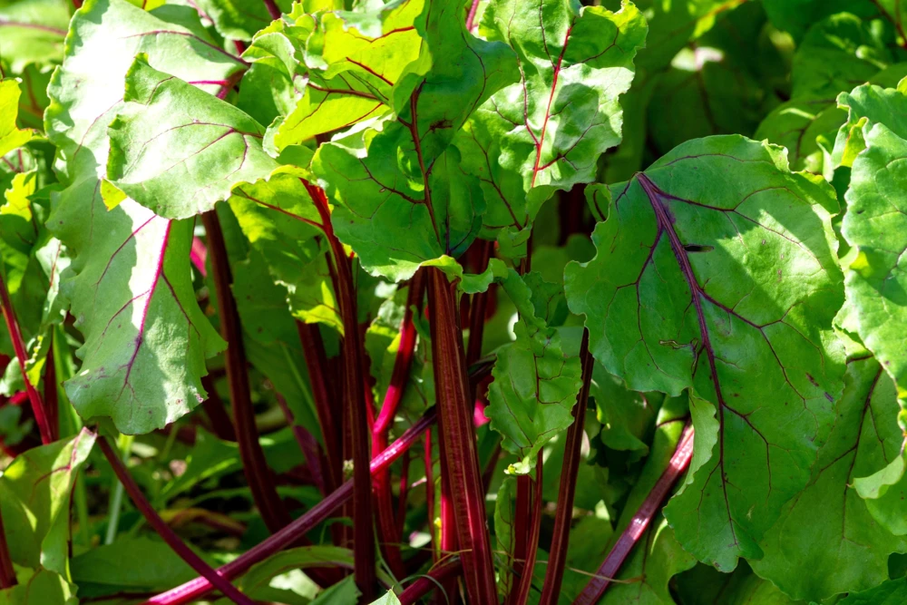 Rhubarb Red Swiss Chard Vegetable Seeds - 300 Seeds - Beta Vulgaris - Image 3