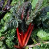 Rhubarb Red Swiss Chard Vegetable Seeds - 300 Seeds - Beta Vulgaris - Image 1