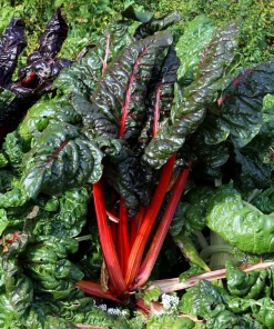 Rhubarb Red Swiss Chard Vegetable Seeds - 300 Seeds - Beta Vulgaris - Image 1