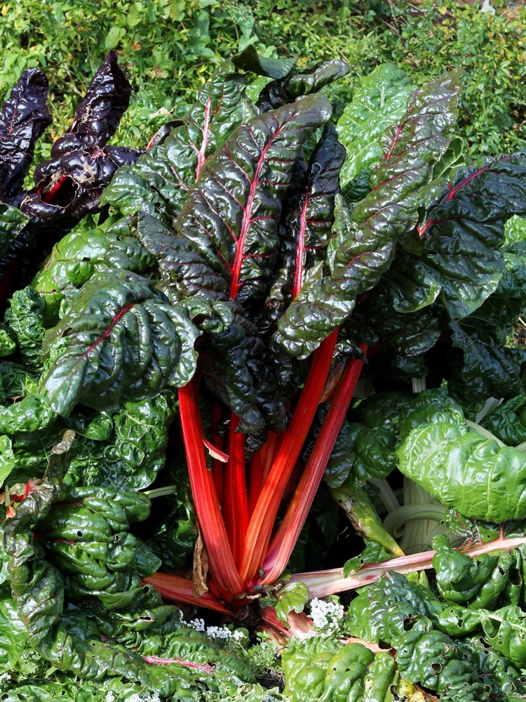 Rhubarb Red Swiss Chard Vegetable Seeds - 300 Seeds - Beta Vulgaris - Image 1