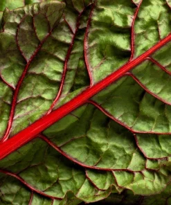 Rhubarb Red Swiss Chard Vegetable Seeds - 300 Seeds - Beta Vulgaris - Image 4