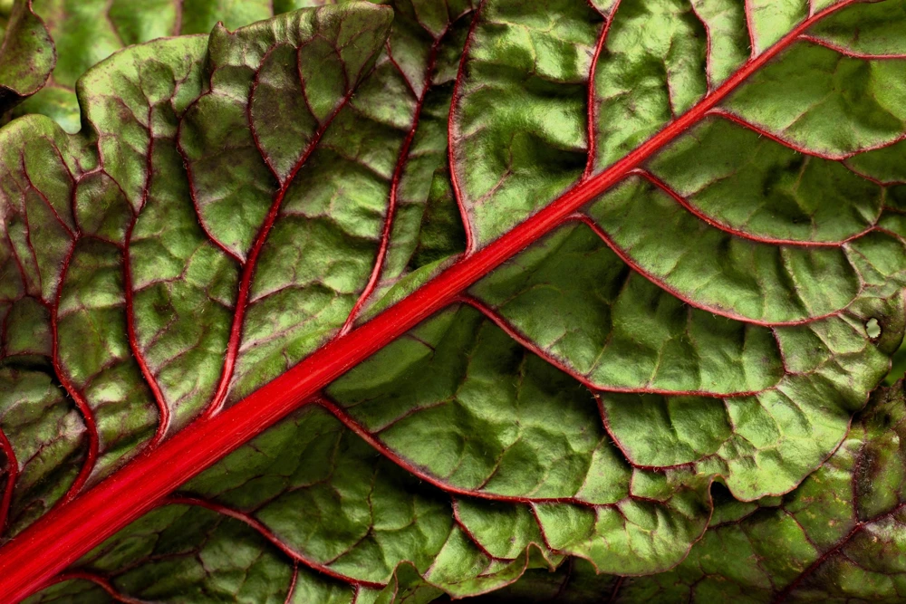 Rhubarb Red Swiss Chard Vegetable Seeds - 300 Seeds - Beta Vulgaris - Image 4