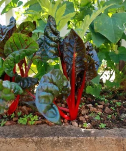 Rhubarb Red Swiss Chard Vegetable Seeds - 300 Seeds - Beta Vulgaris - Image 5