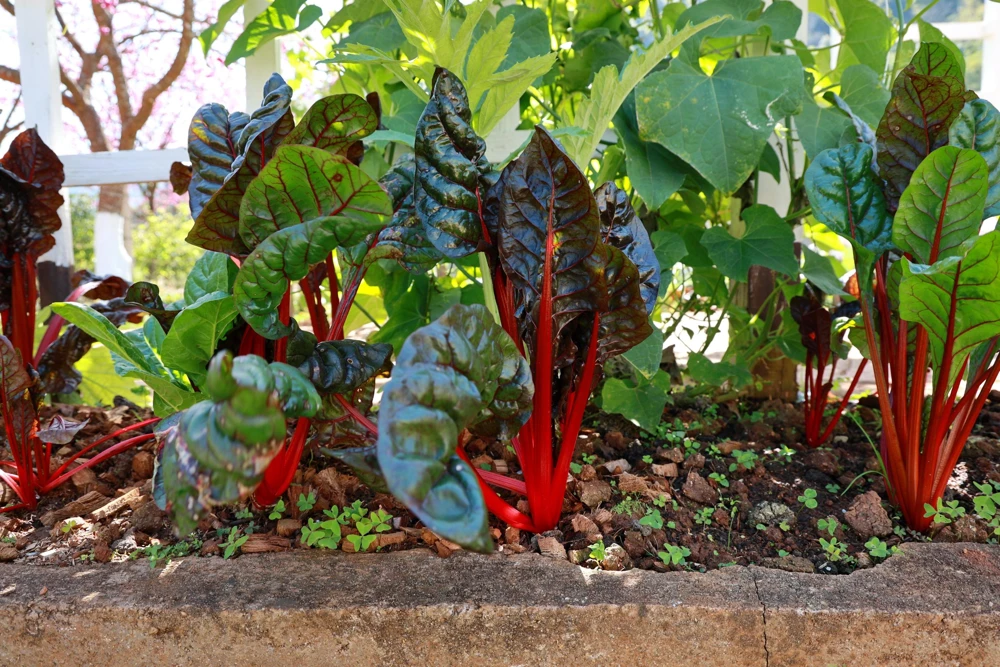 Rhubarb Red Swiss Chard Vegetable Seeds - 300 Seeds - Beta Vulgaris - Image 5