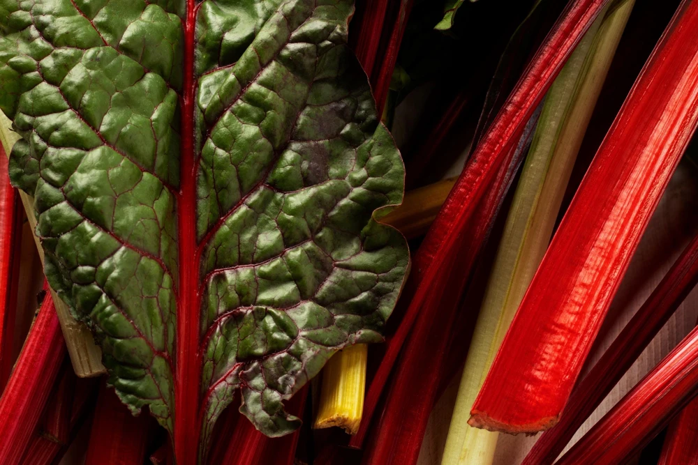 Rhubarb Red Swiss Chard Vegetable Seeds - 300 Seeds - Beta Vulgaris - Image 6