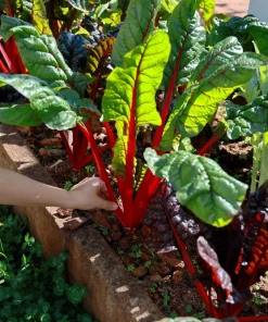 Rhubarb Red Swiss Chard Vegetable Seeds - 300 Seeds - Beta Vulgaris - Image 7