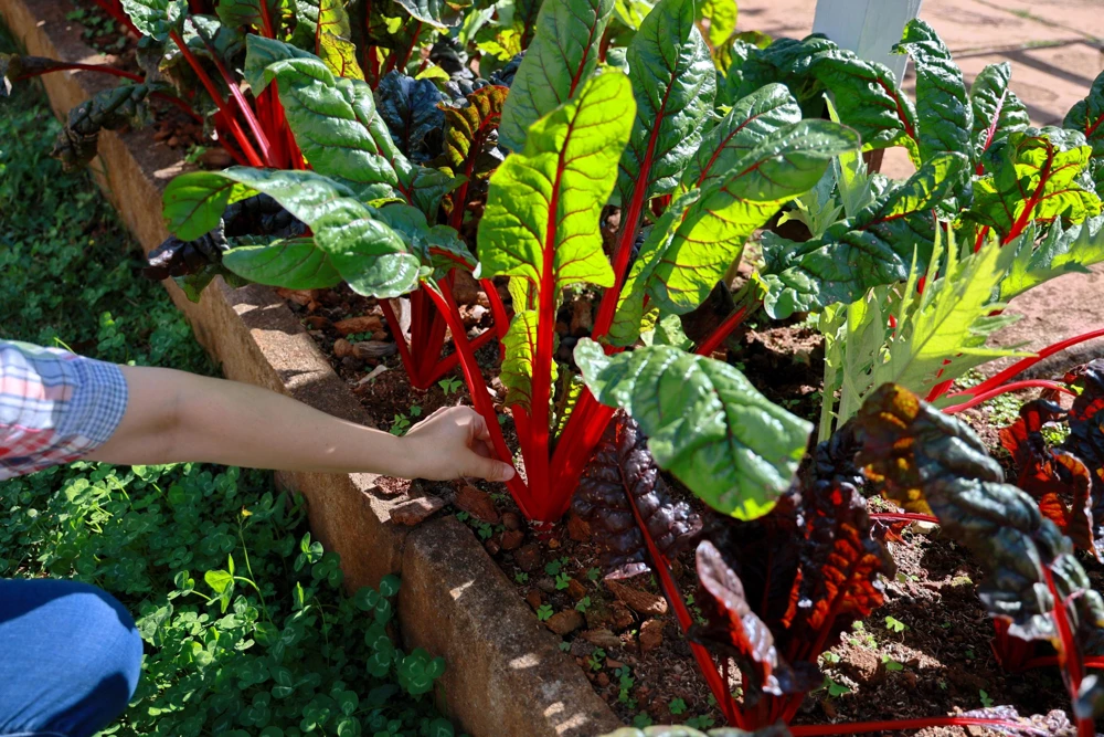 Rhubarb Red Swiss Chard Vegetable Seeds - 300 Seeds - Beta Vulgaris - Image 7