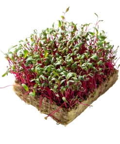 Rhubarb Red Swiss Chard Vegetable Seeds - 300 Seeds - Beta Vulgaris - Image 9